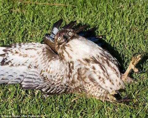 20130115 붉은꼬리매 (Red-tailed Hawk, Buteo jamaicensis).jpg